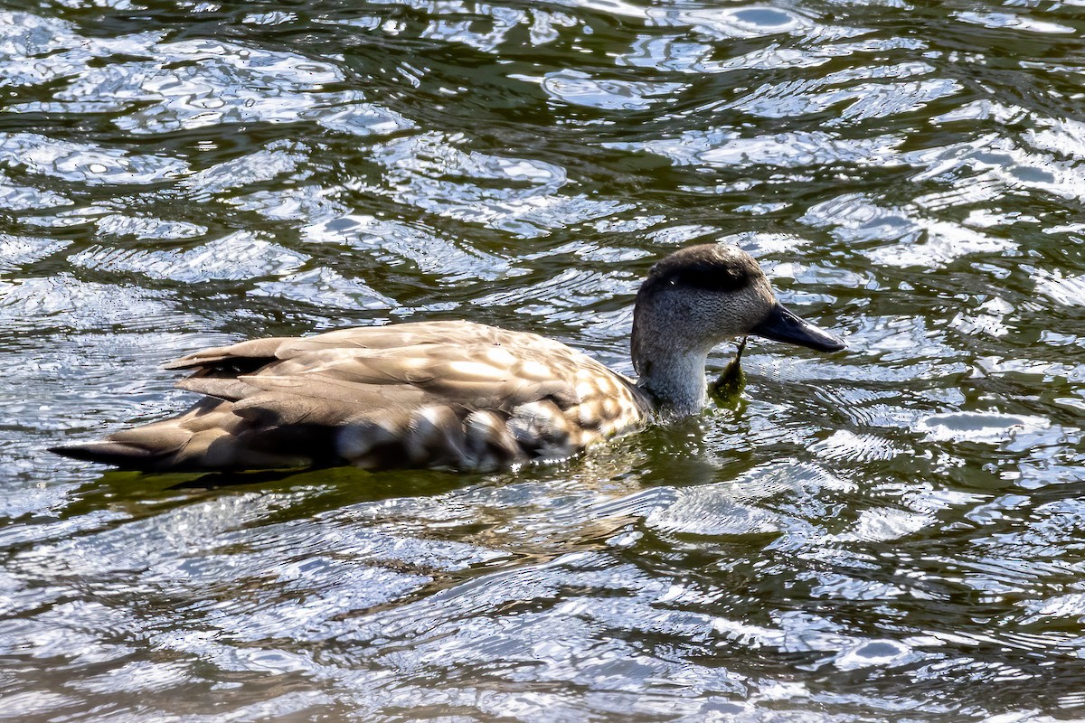 Crested Duck - ML614698815