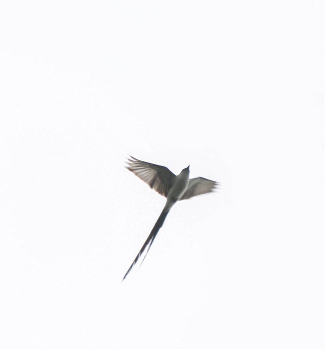 Fork-tailed Flycatcher - Isaias Morataya