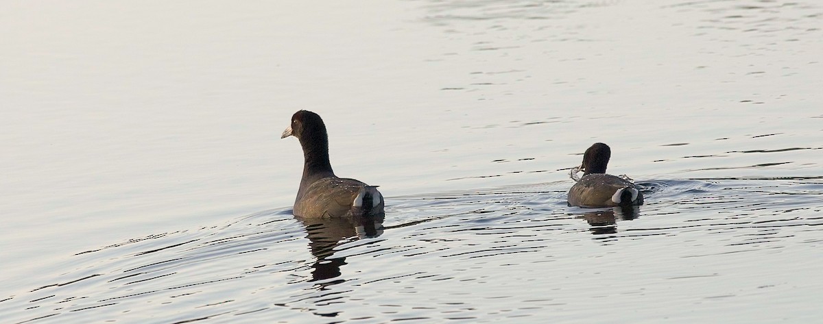 American Coot - Sewage Team