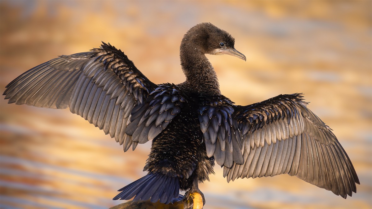 Pygmy Cormorant - SONER SABIRLI