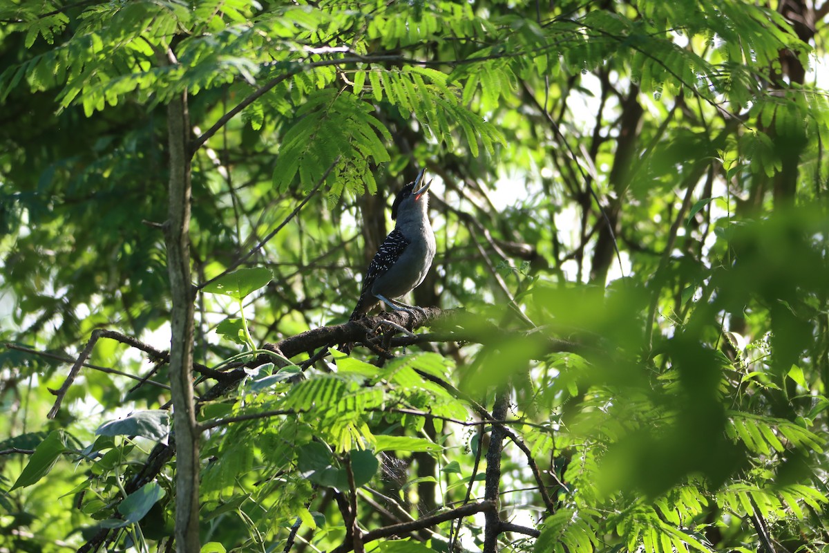 Giant Antshrike - ML614699123