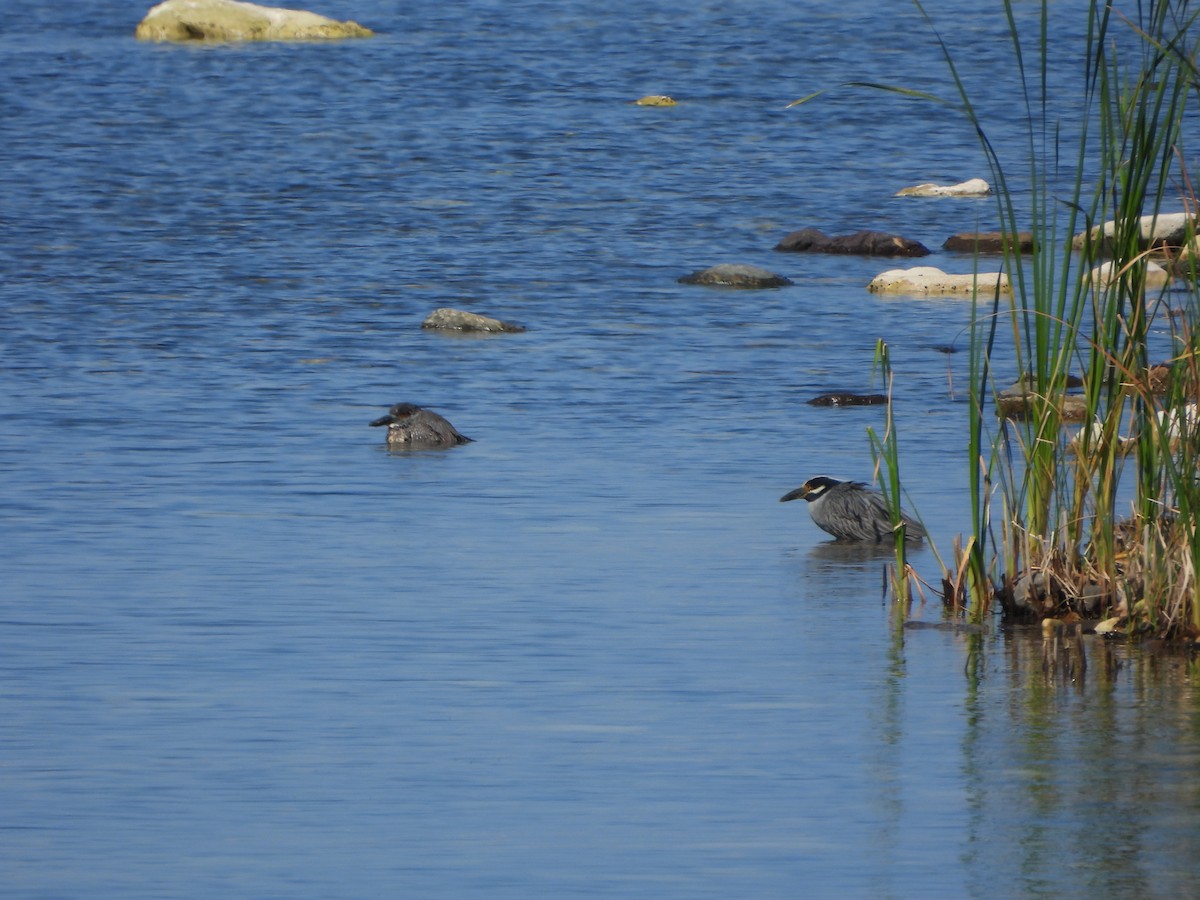 Yellow-crowned Night Heron - Mark Dorriesfield