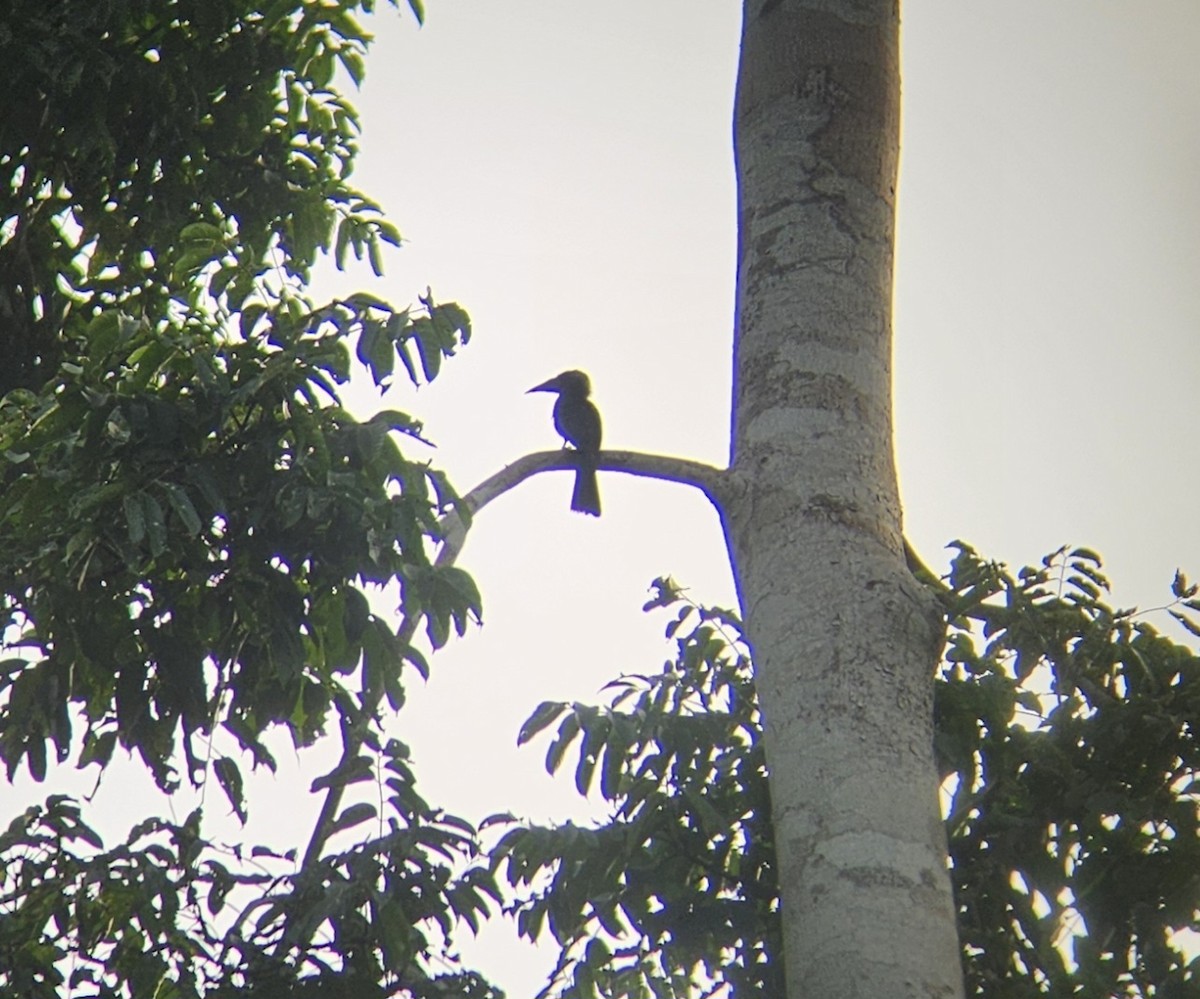 Western Dwarf Hornbill - ML614699157