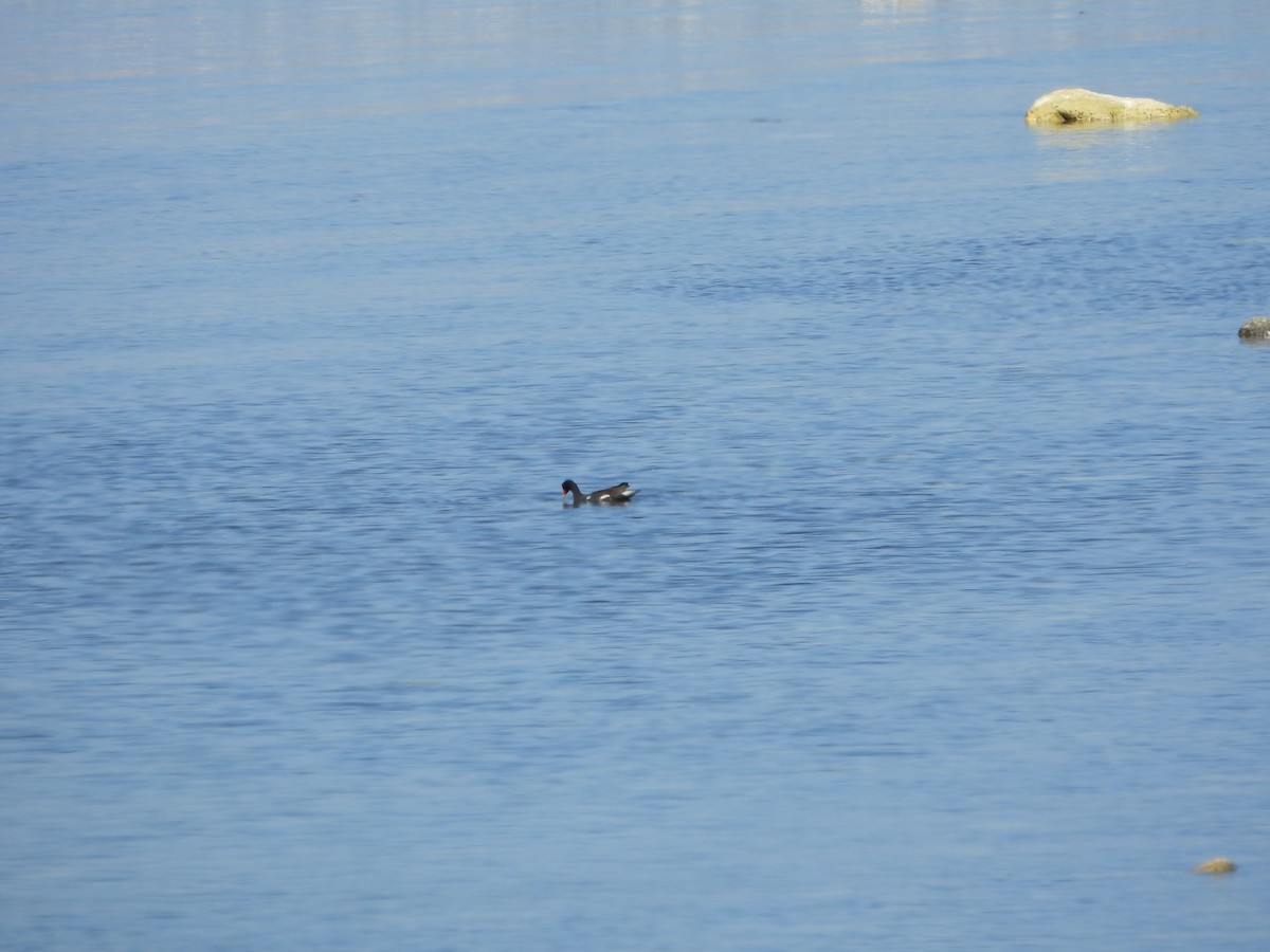 Common Gallinule - Mark Dorriesfield