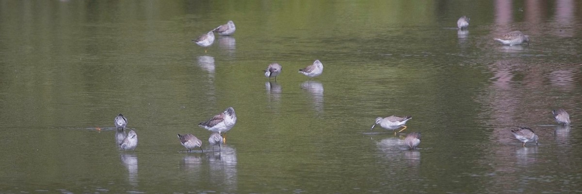 Stilt Sandpiper - ML614699173