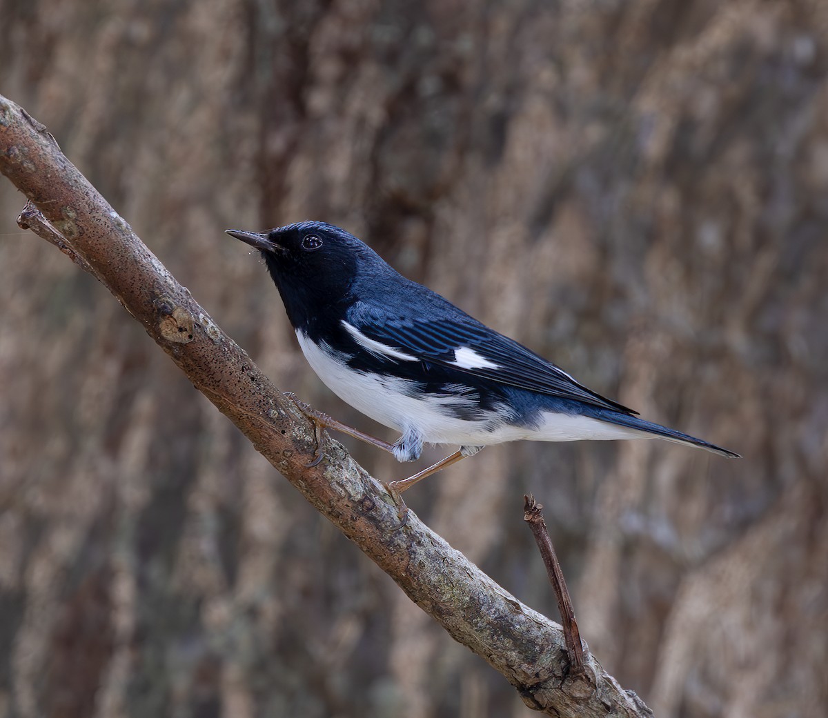 Black-throated Blue Warbler - Andy Goris