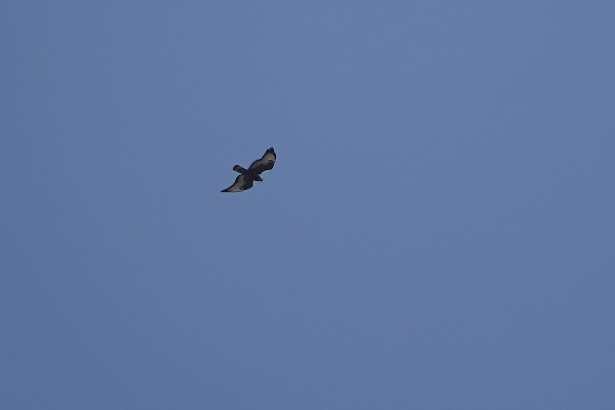 Common Buzzard (Steppe) - ML614699205