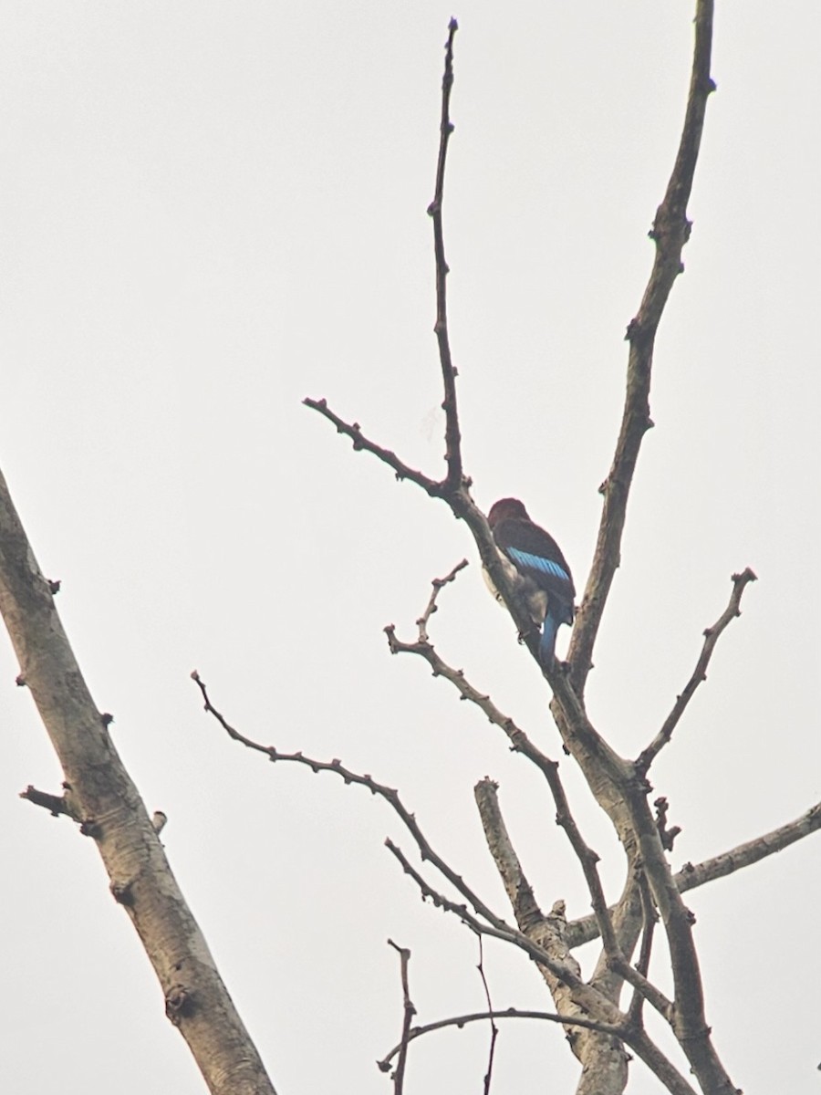 Chocolate-backed Kingfisher - thomas forster