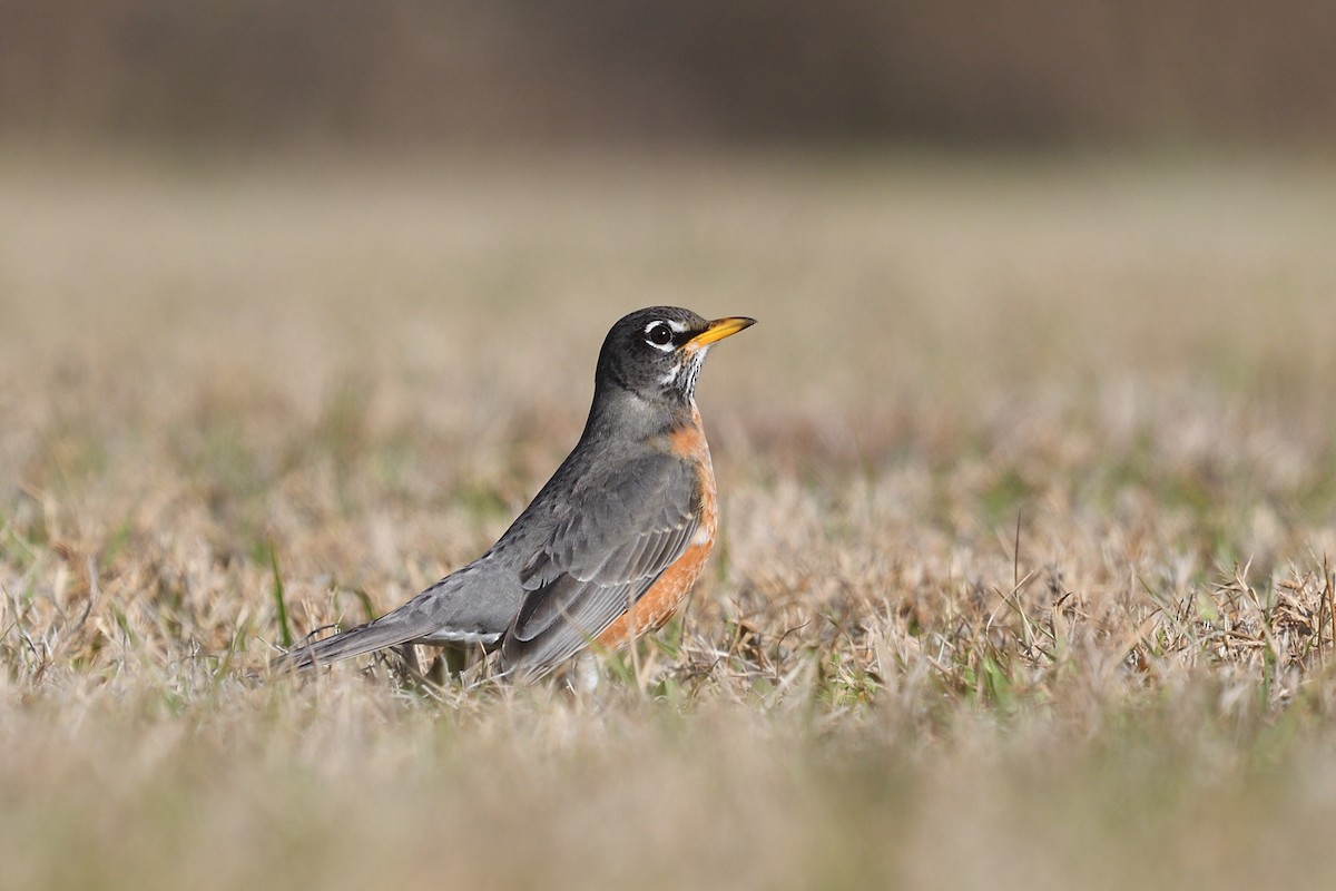 American Robin - ML614699220