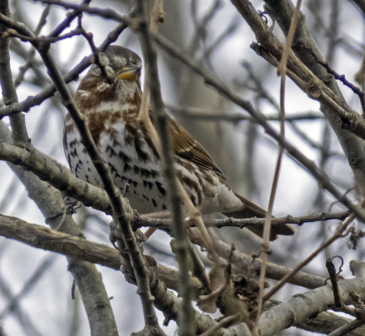 Fox Sparrow - ML614699226