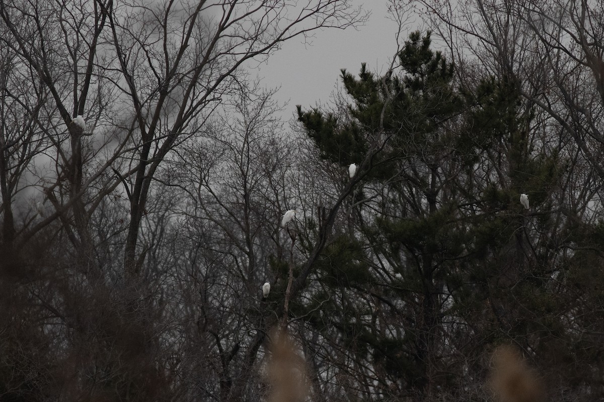 Great Egret - ML614699365