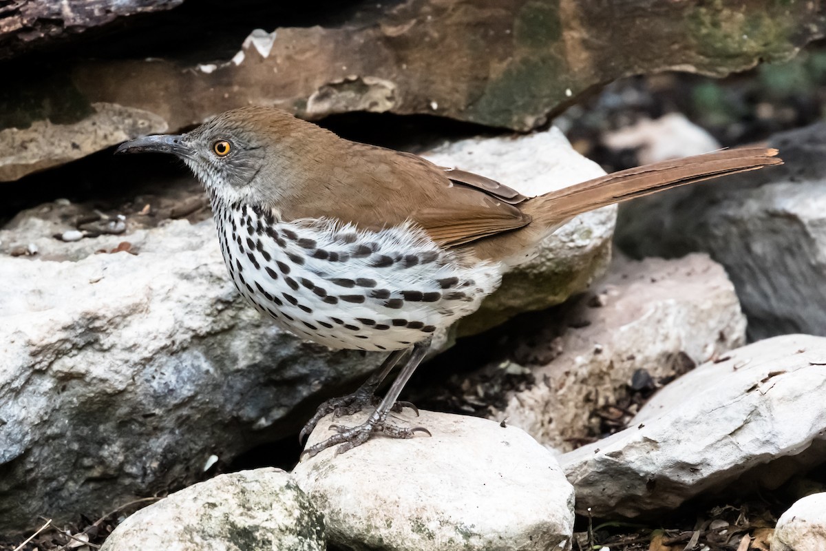 Long-billed Thrasher - ML614699380