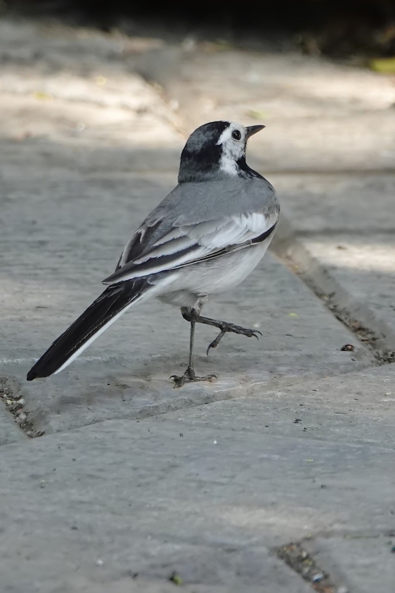 Хөх цэгцгий - ML614699453