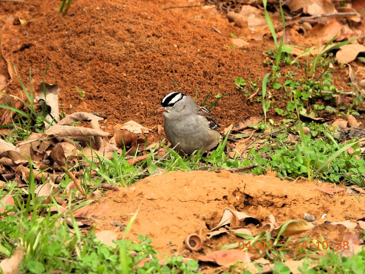 White-crowned Sparrow - ML614699514