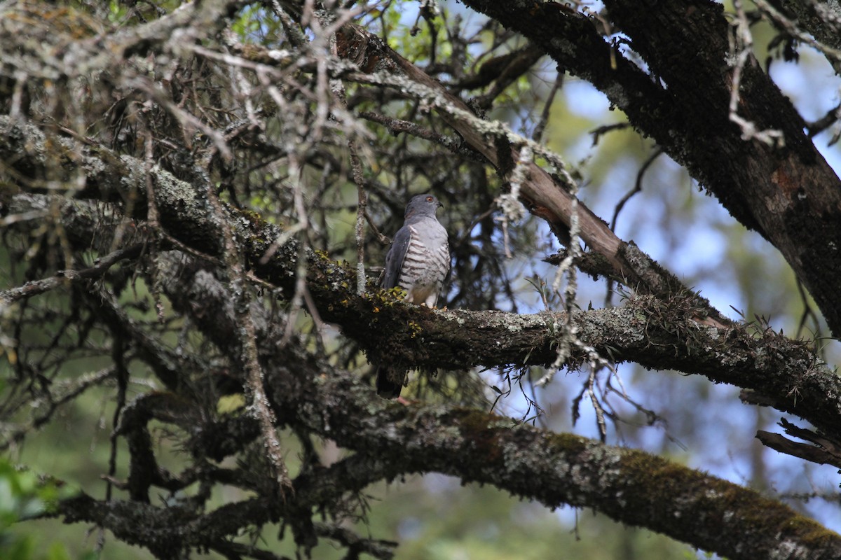 African Cuckoo-Hawk - ML614699528