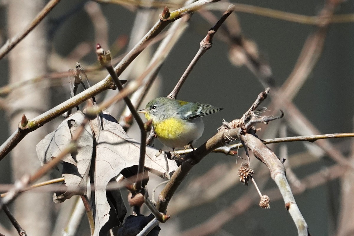 Northern Parula - ML614699534