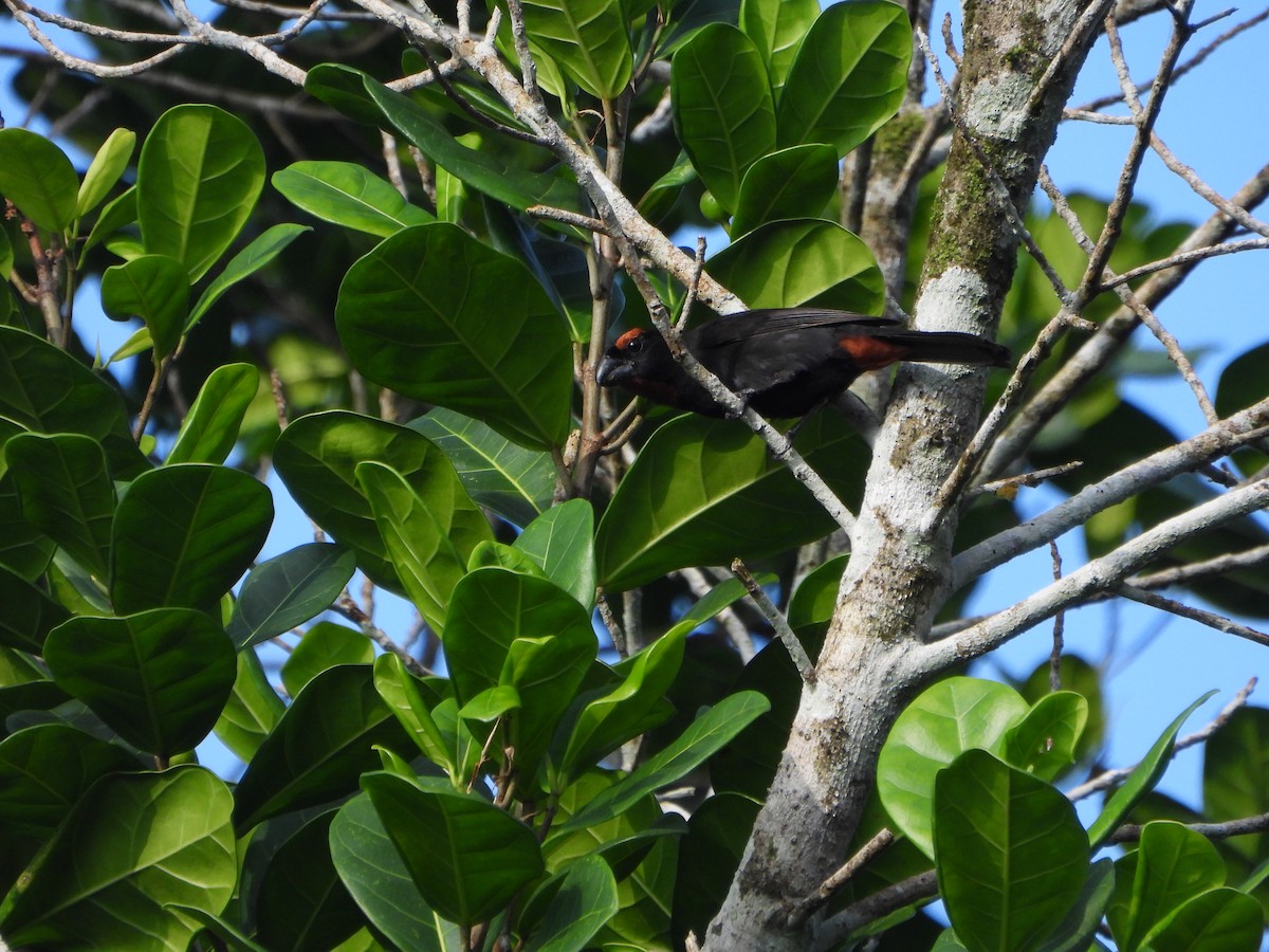 Greater Antillean Bullfinch - ML614699567