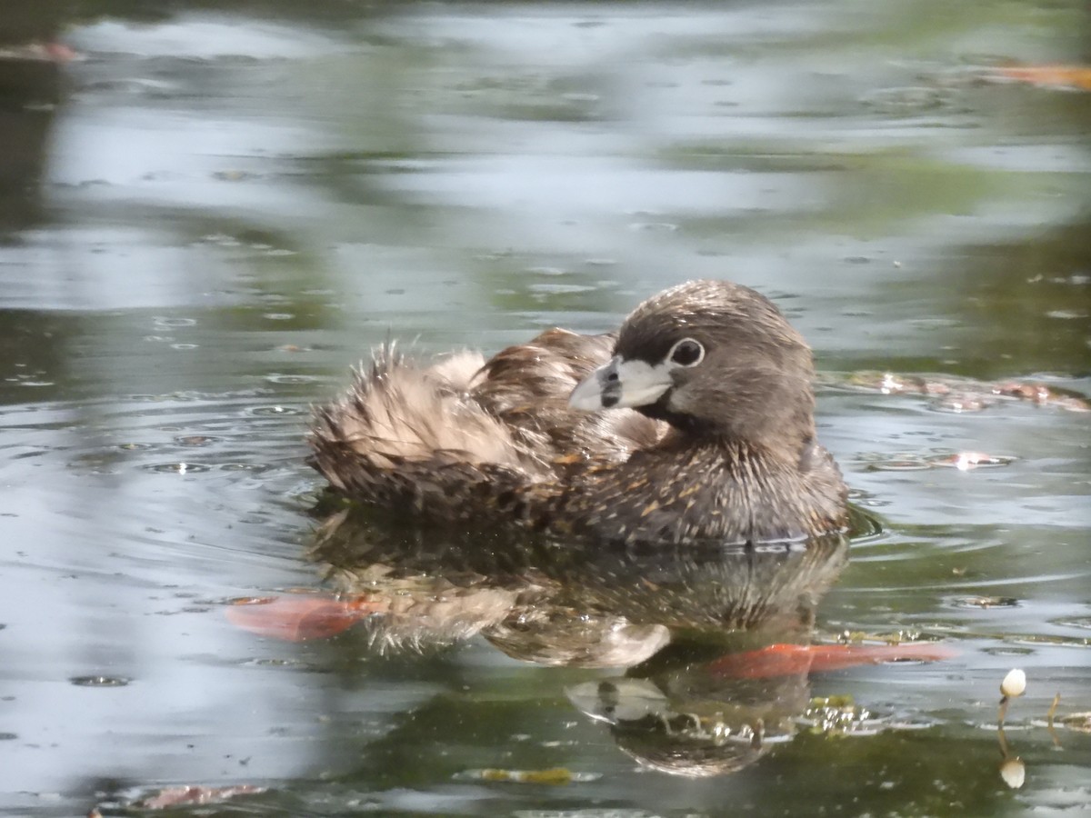 Pied-billed Grebe - ML614699666