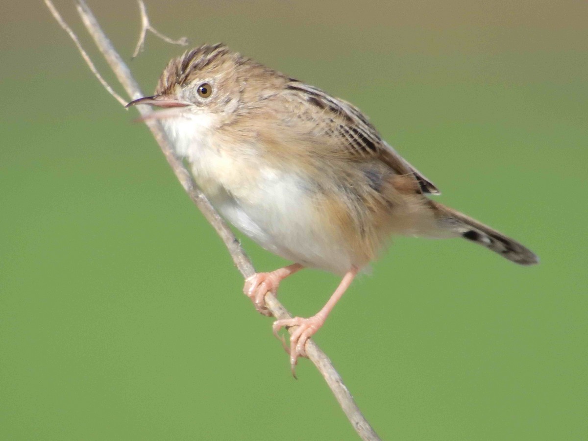 Zitting Cisticola - ML614699683