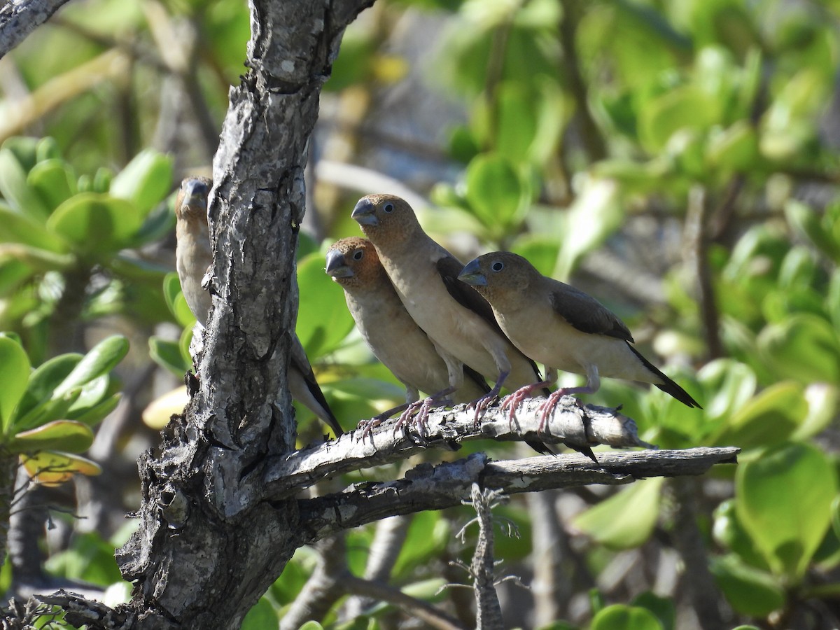 African Silverbill - Dana Sterner