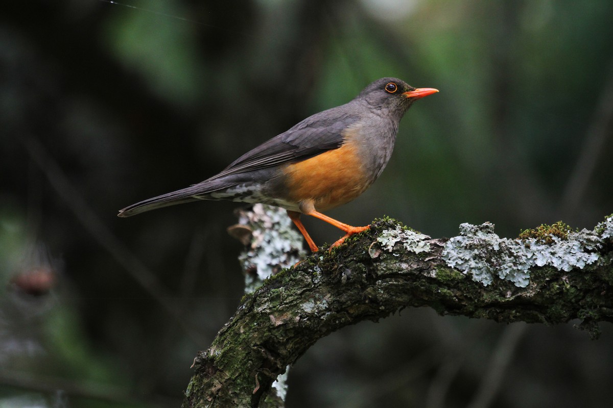 Abyssinian Thrush - ML614699758