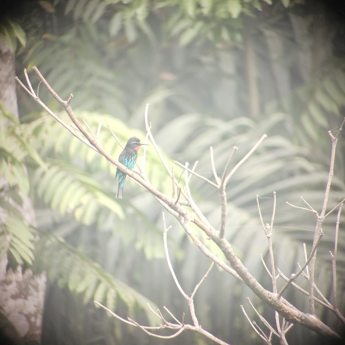 Black Bee-eater - ML614699760