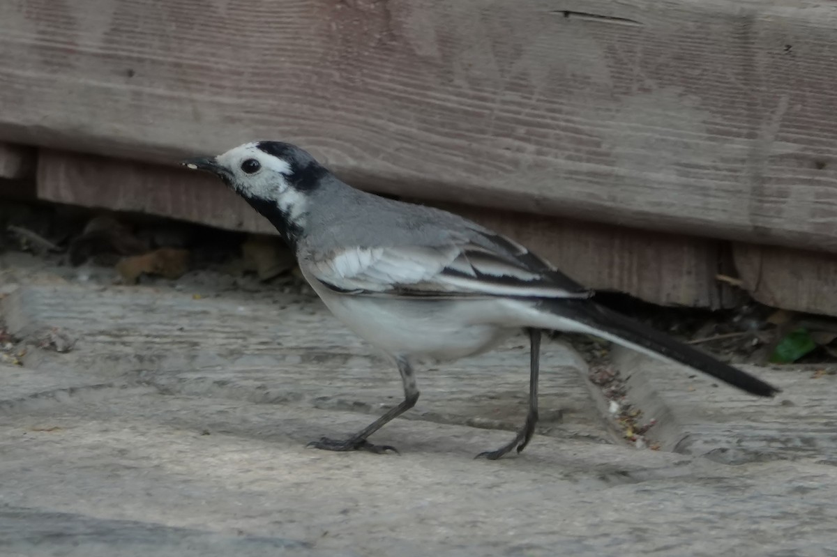 Хөх цэгцгий - ML614699771