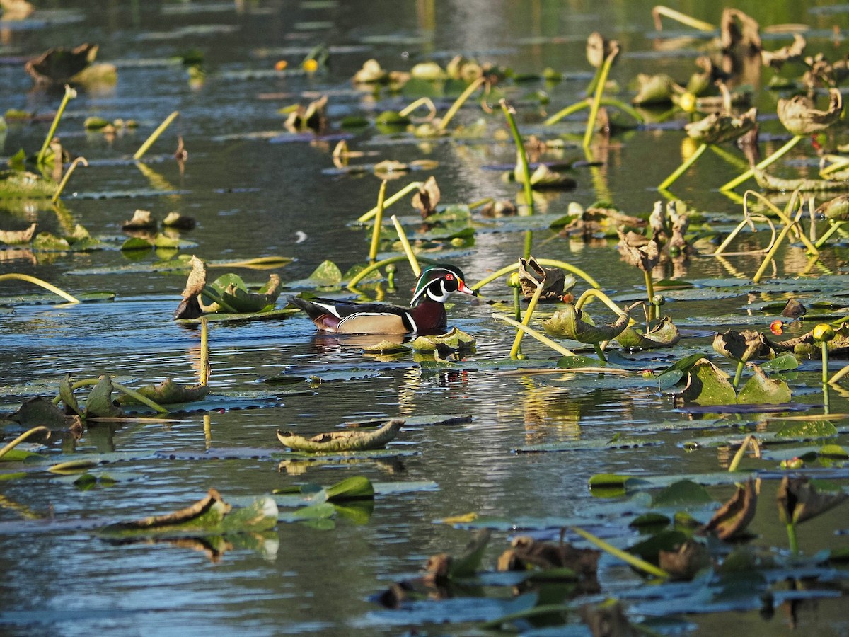 Wood Duck - ML614699773