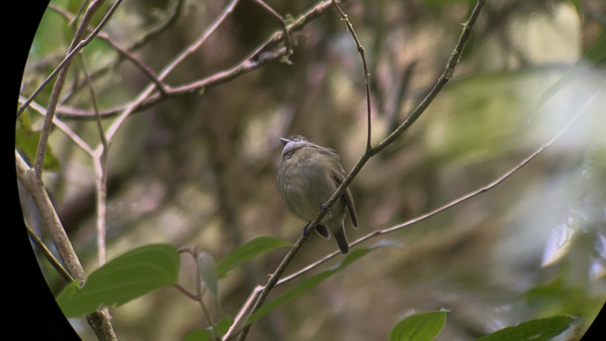 White-ruffed Manakin - ML614699824