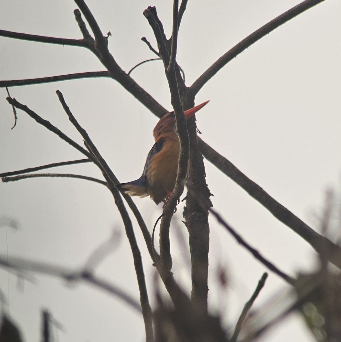 African Pygmy Kingfisher - ML614699832