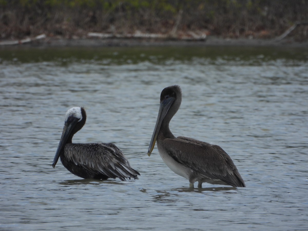 Brown Pelican - ML614699885