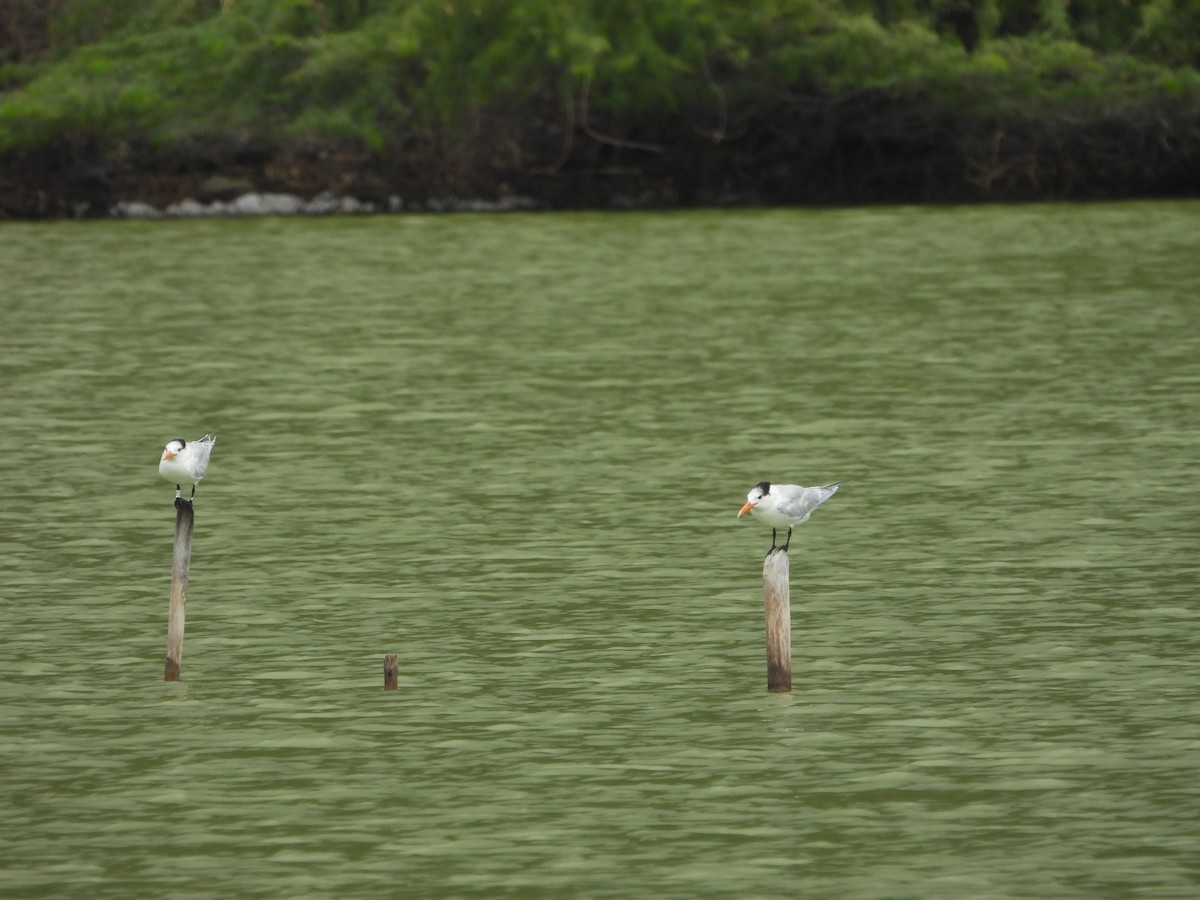 Royal Tern - ML614699891