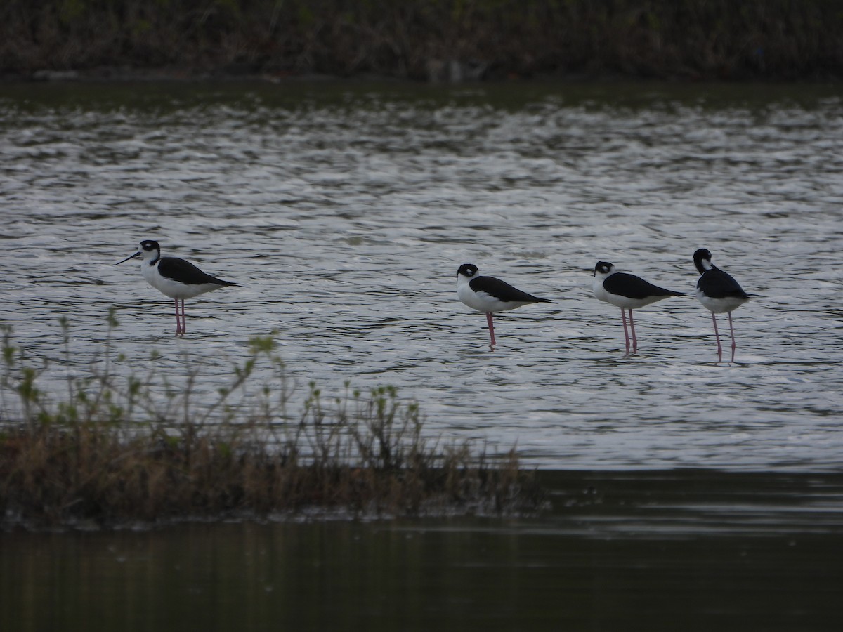 Black-necked Stilt - ML614699915