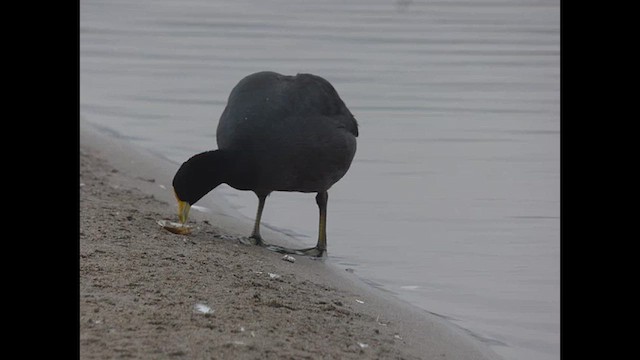 Foulque leucoptère - ML614699916