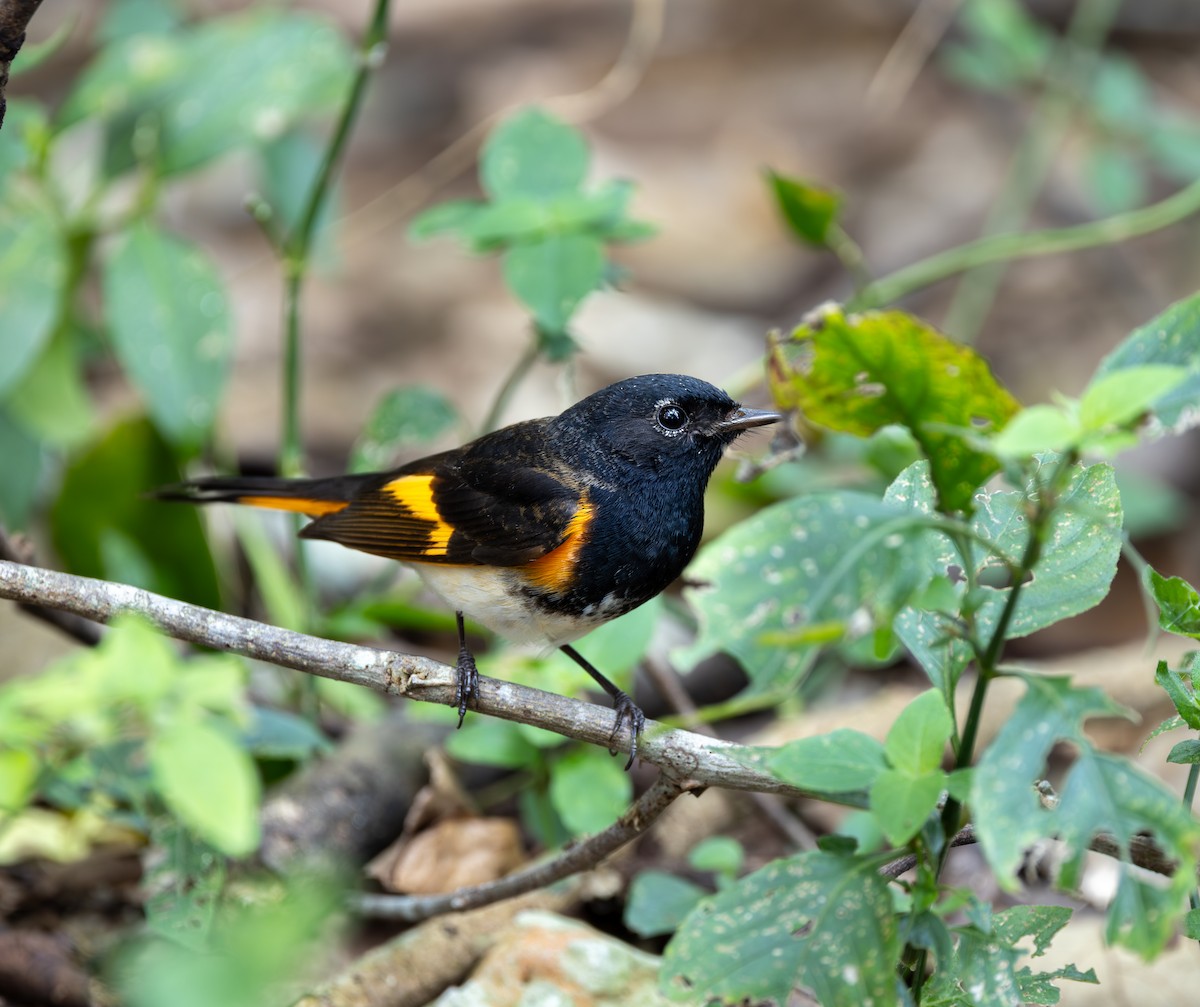 American Redstart - Andy Goris