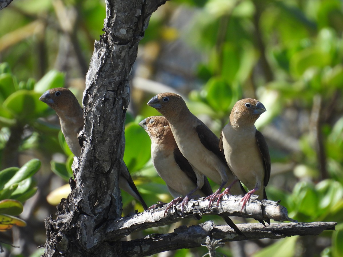 African Silverbill - ML614700059