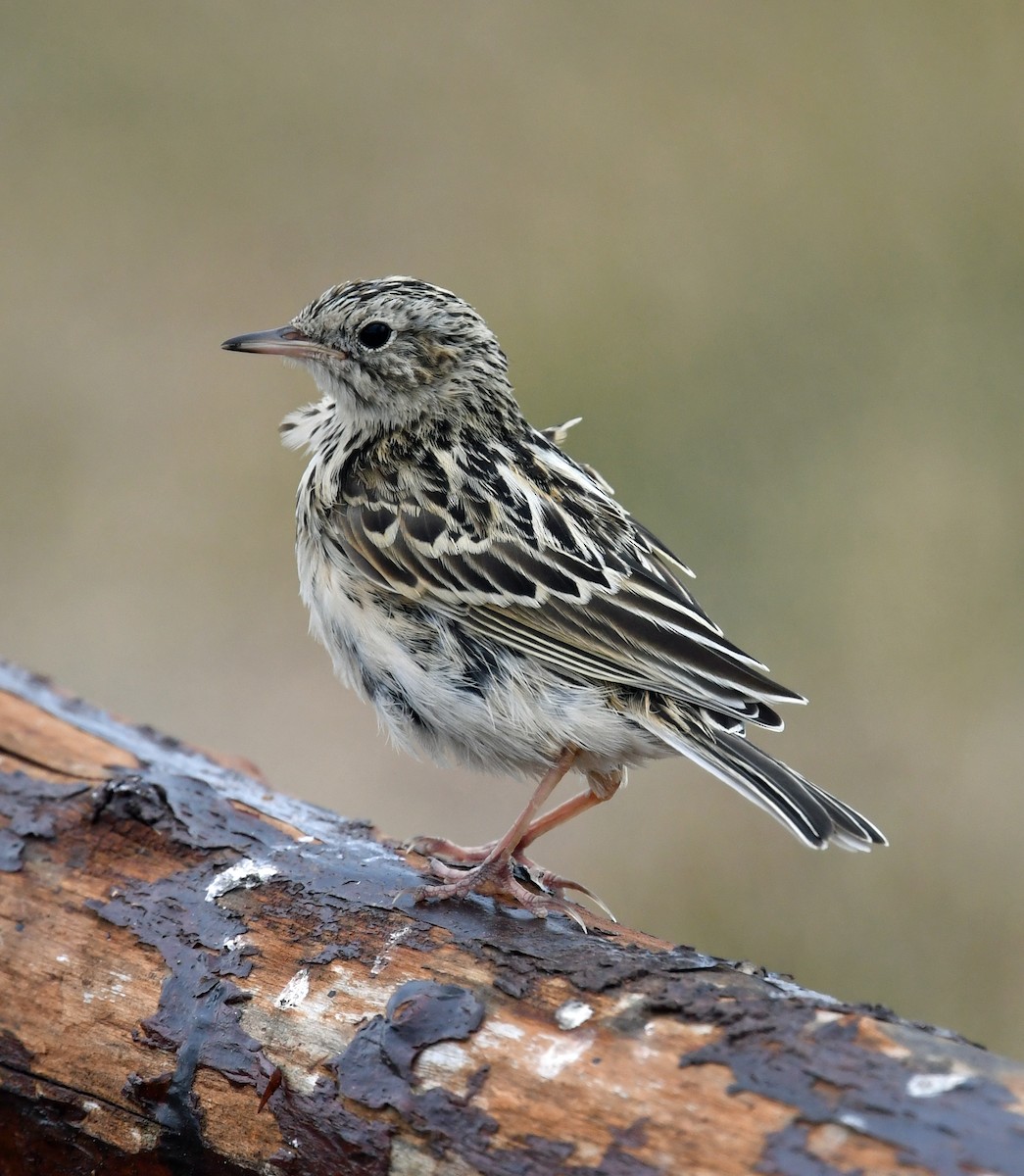 Correndera Pipit - ML614700063