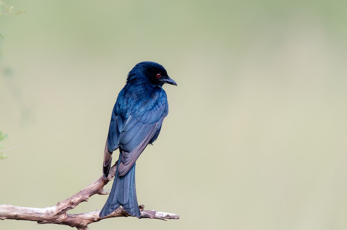 Fork-tailed Drongo - ML614700084