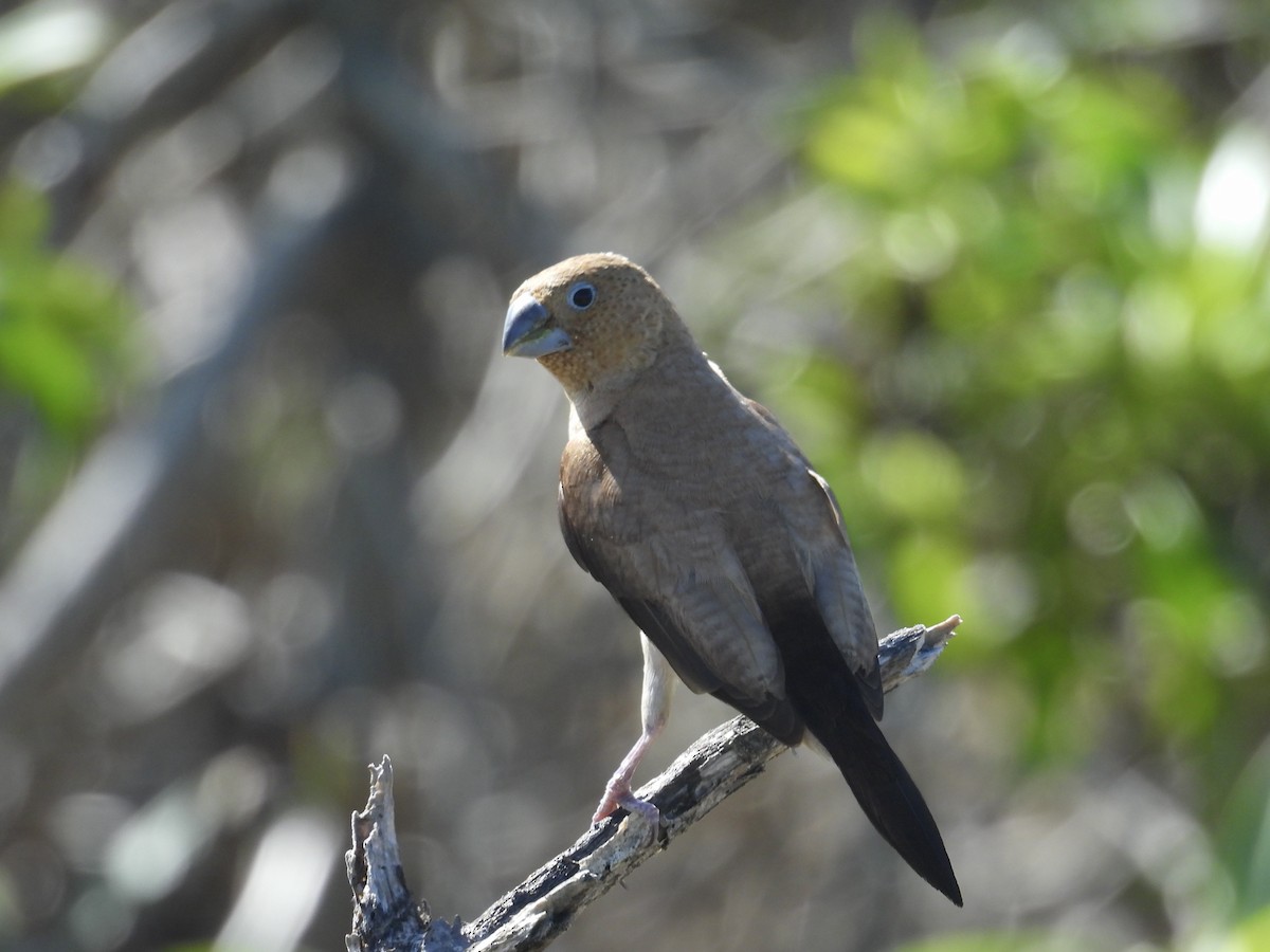 African Silverbill - ML614700088