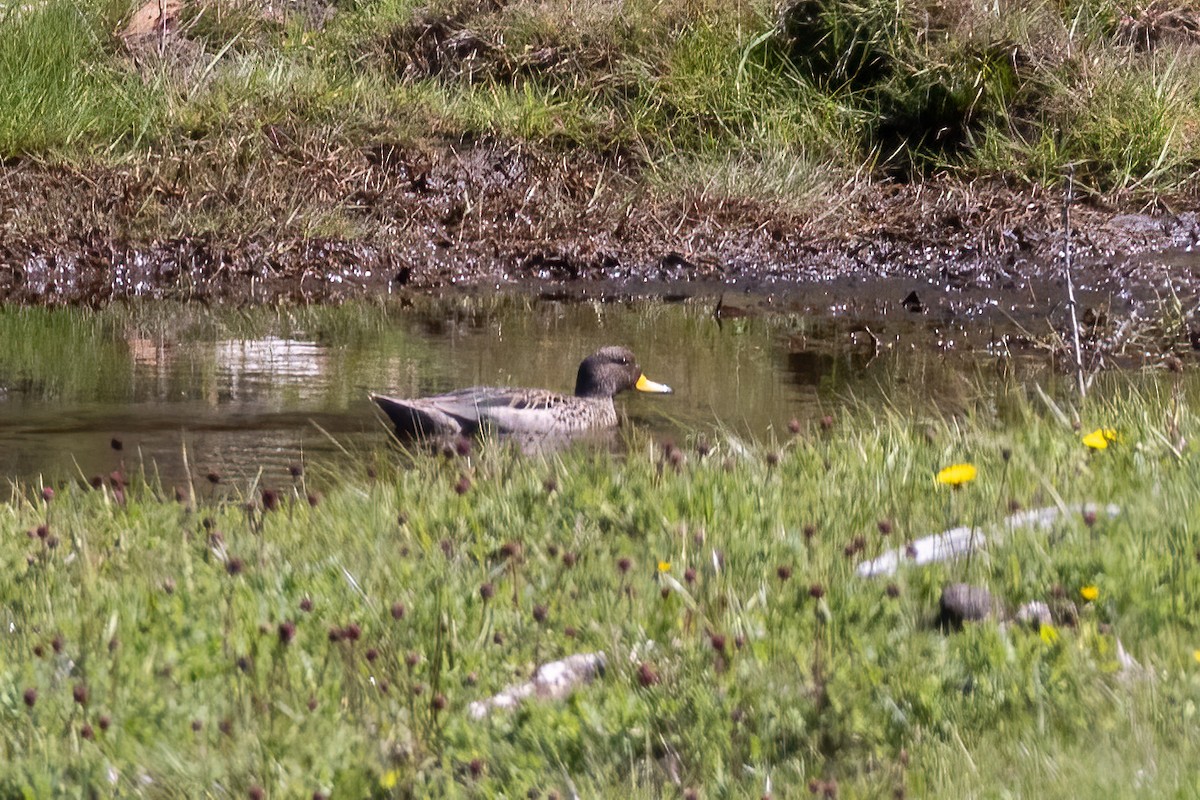 Yellow-billed Teal - ML614700123