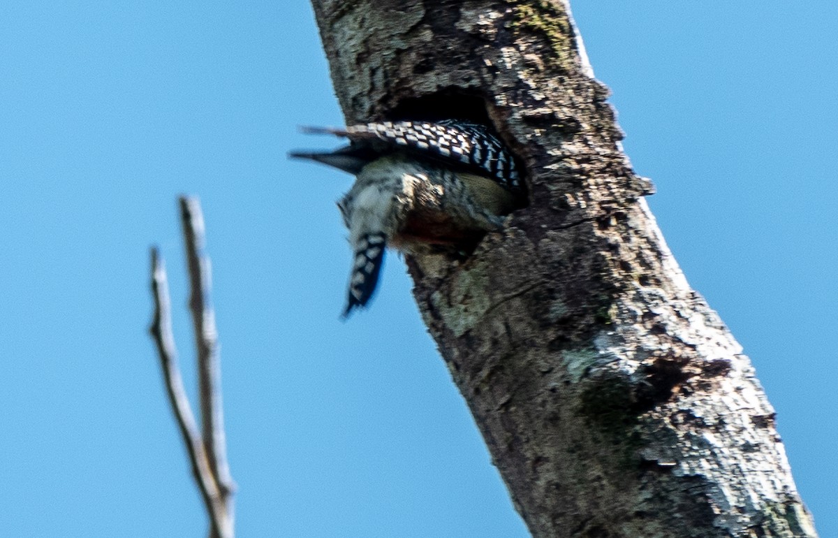 Red-crowned Woodpecker - ML614700124
