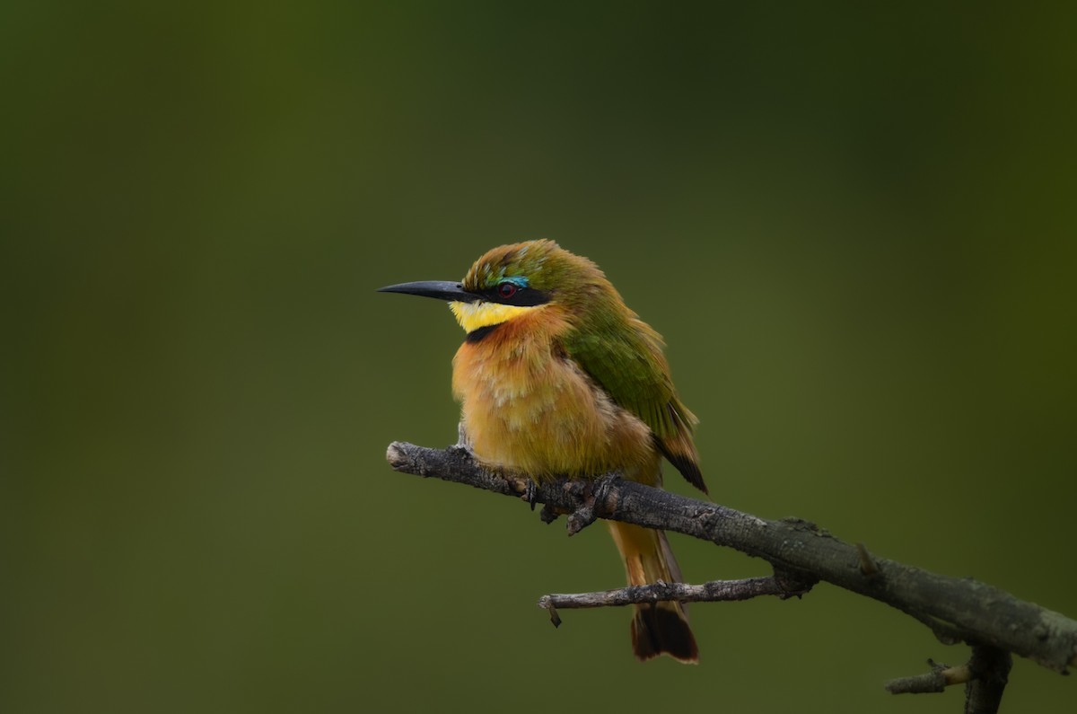 Little Bee-eater - ML614700140