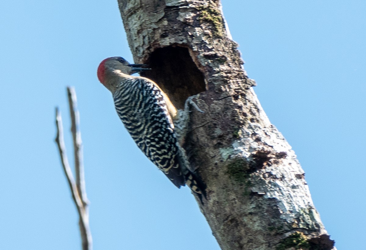 Red-crowned Woodpecker - Lynn    <')))< Salmon