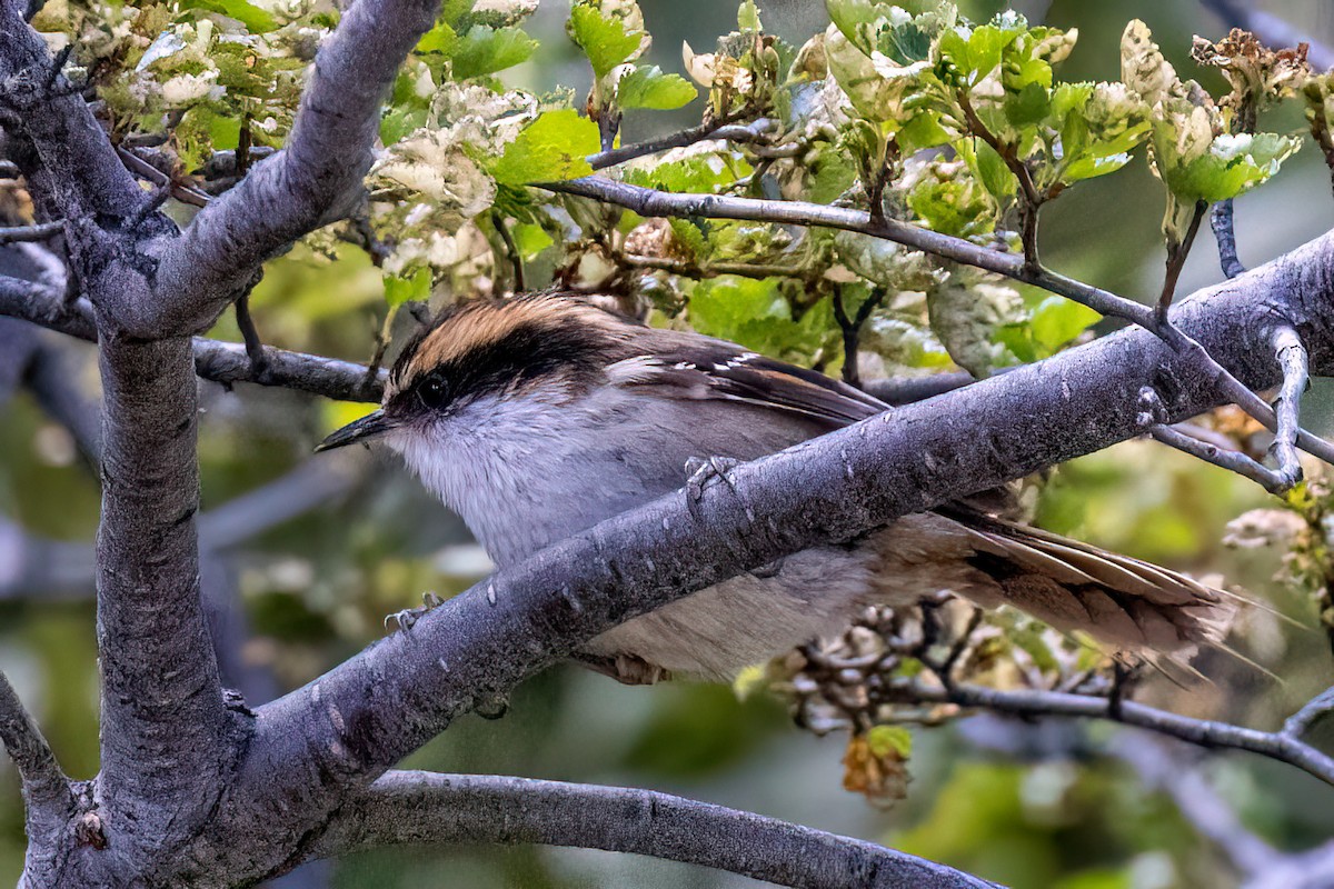 Thorn-tailed Rayadito - ML614700185