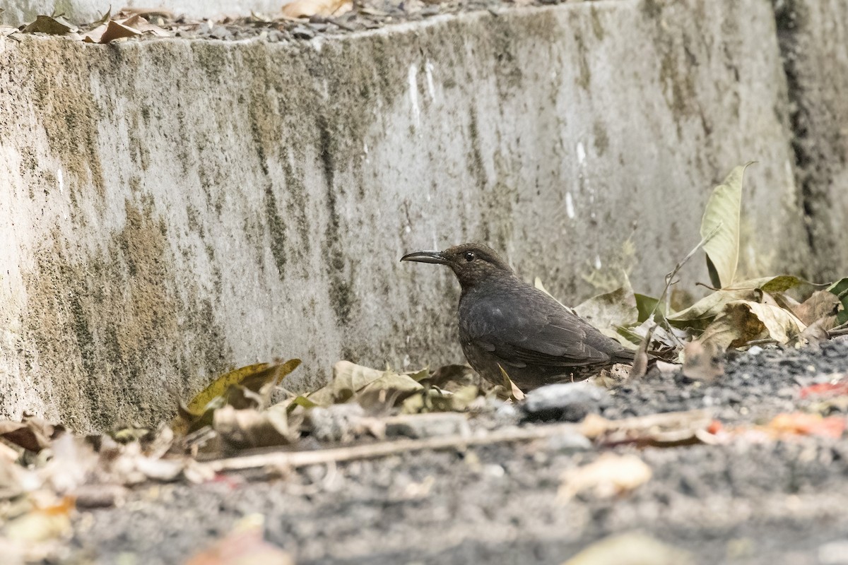 Long-billed Thrush - ML614700198