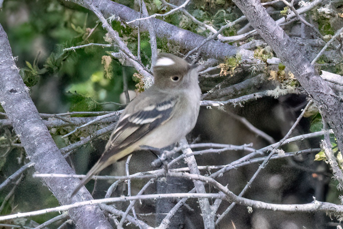 White-crested Elaenia - ML614700209