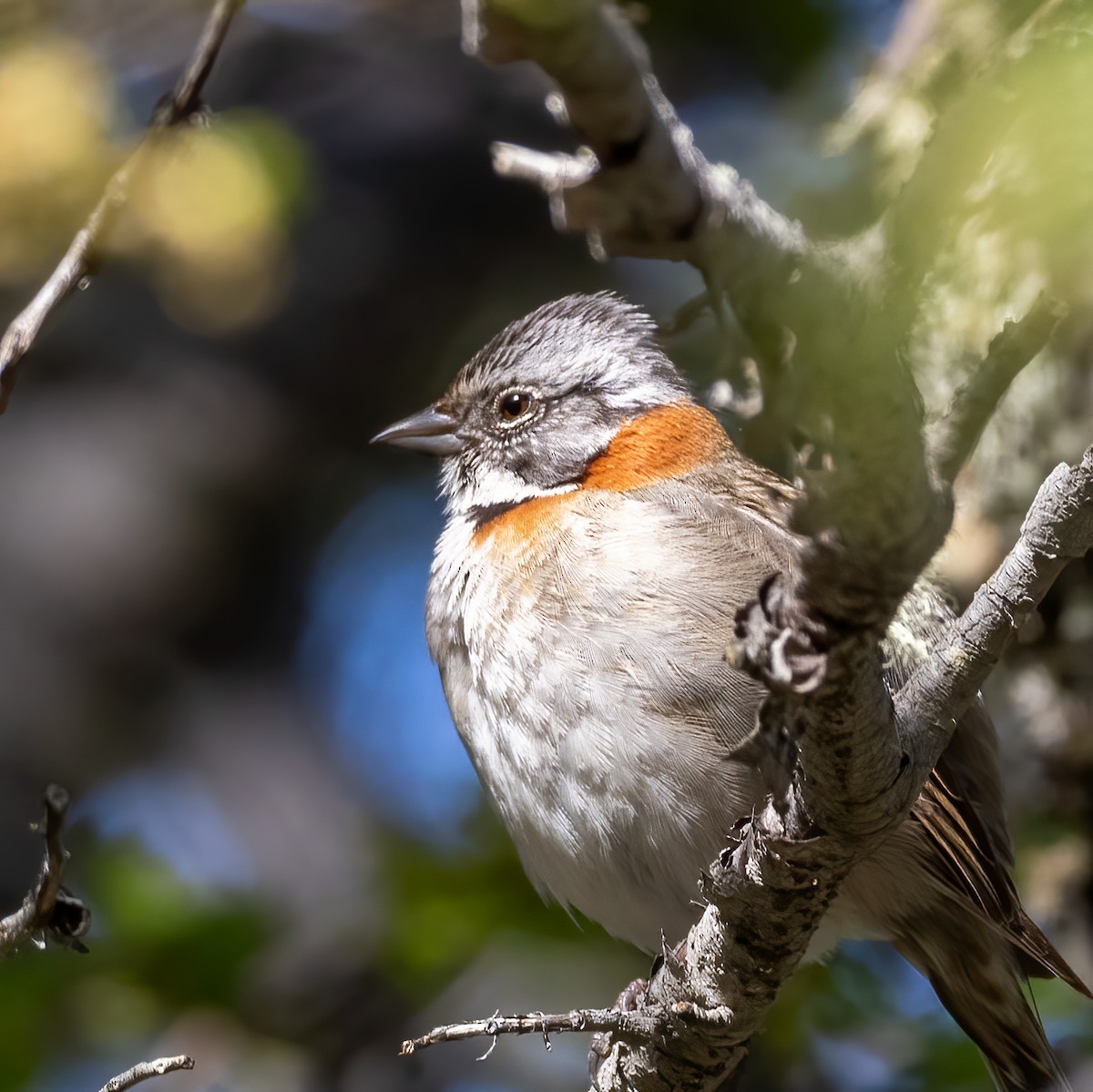 Rufous-collared Sparrow - ML614700216