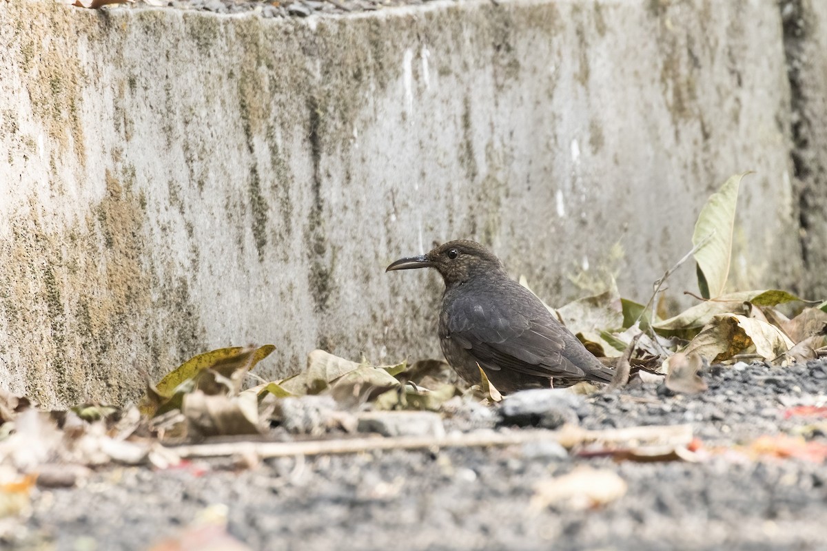 Long-billed Thrush - Ramesh Shenai