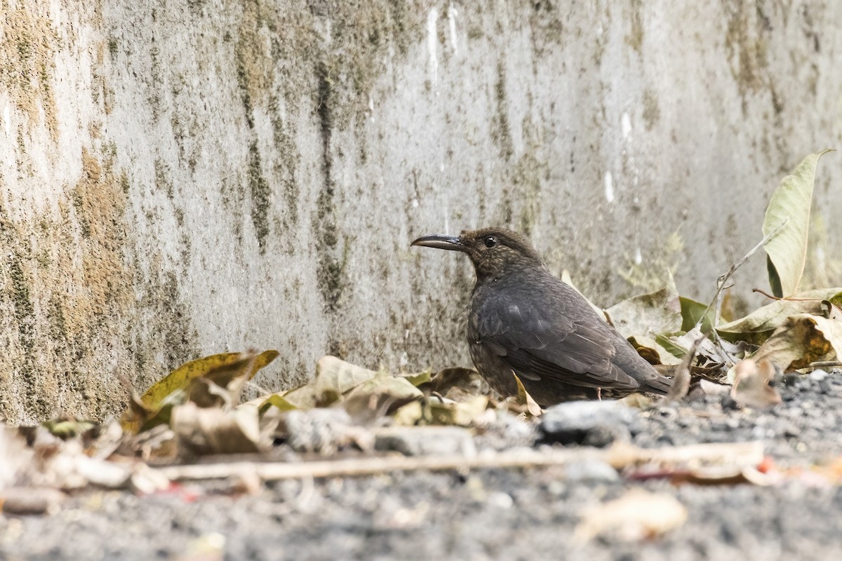 Long-billed Thrush - ML614700218