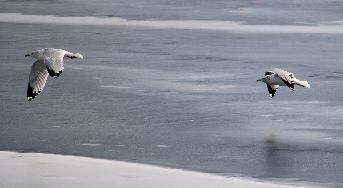 Ring-billed Gull - ML614700222